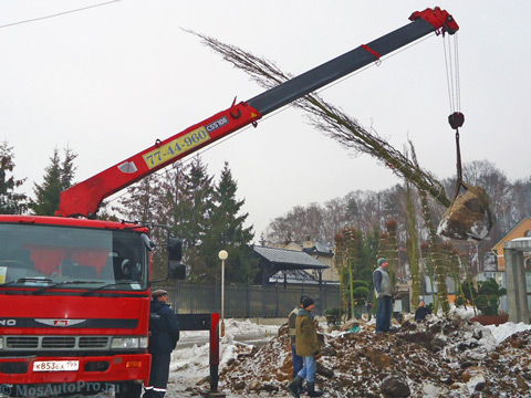 Перевозка и посадка большого дерева с помощью крана манипулятора в Сколково.