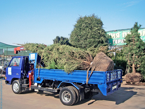 Перевозка двух крупных деревьев с использованием машины с краном манипулятором.